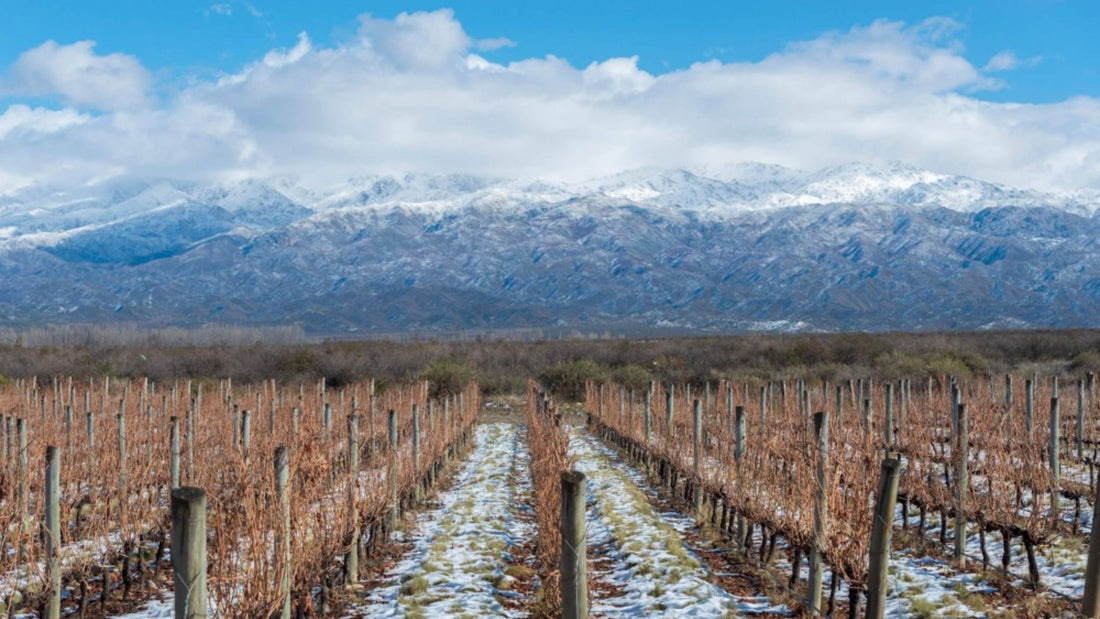 Bodegas Salentein: o lugar onde o vinho transforma paisagens e histórias