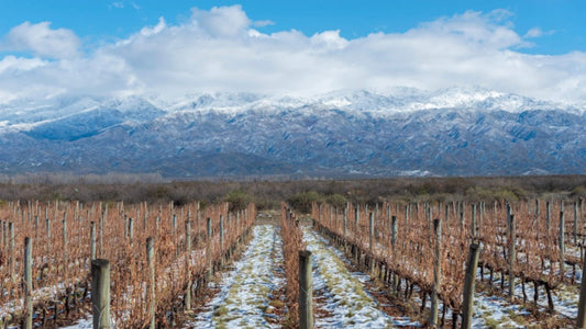 Bodegas Salentein: o lugar onde o vinho transforma paisagens e histórias