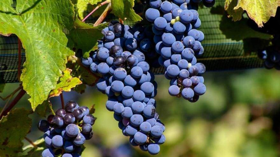 Dia da Uva Malbec: história, origem e rótulos para brindar a data